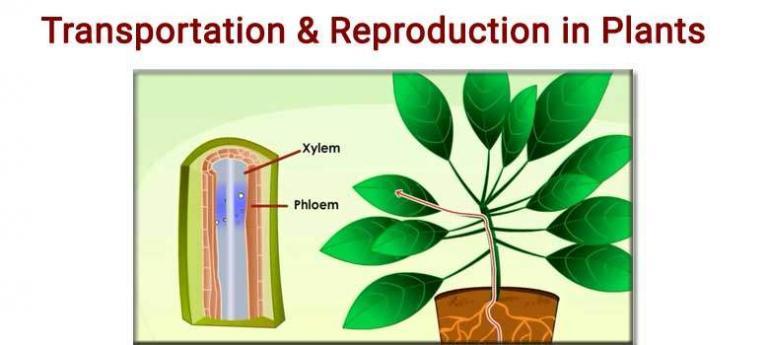 experiment on transportation in plants