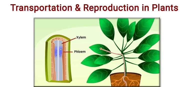 transportation-in-plants | Learn Science through Experiments