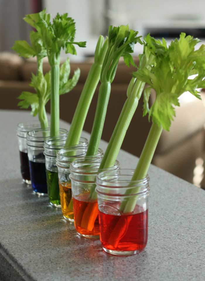 celery vascular plant experiment