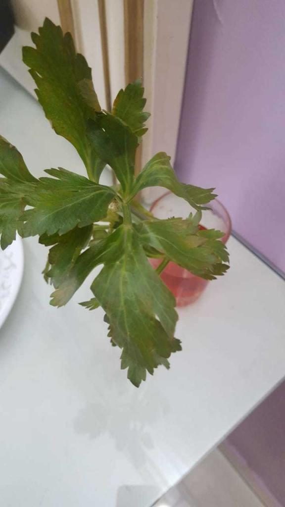 Celery Experiment | Learn Science & Maths through Experiments