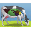 Nutrition in Animals & Humans