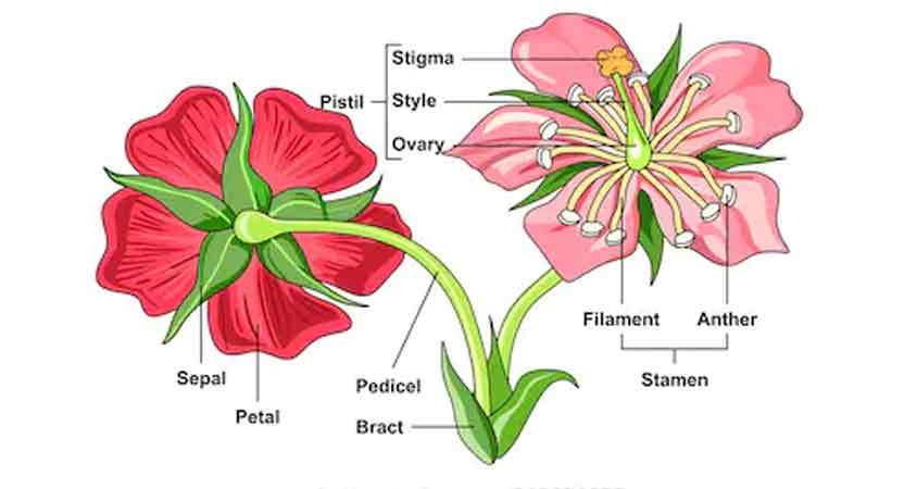 Getting To Know Plants Answers