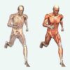 Body and its Movements - 2