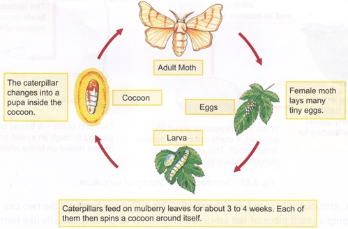 moth | Experihub Learning