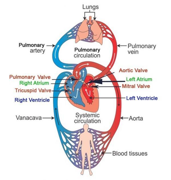 blood circulation | Learn Science through Experiments