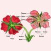 Getting to Know Plants - 2