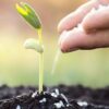 Plants- The Autotrophs