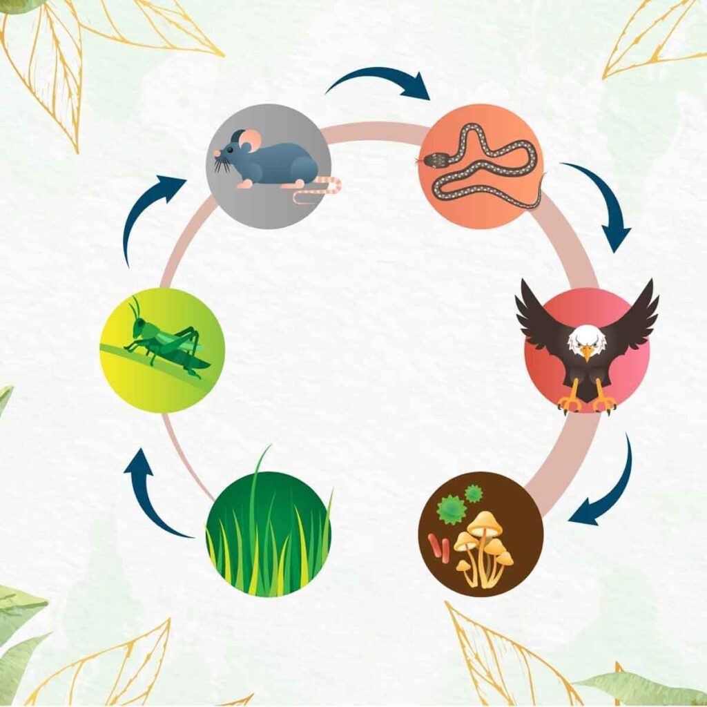 Plants & Food Chain โ Part 2 Biology Diagrams