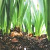 Soil