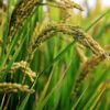 Crop Production & Nitrogen Fixation 2