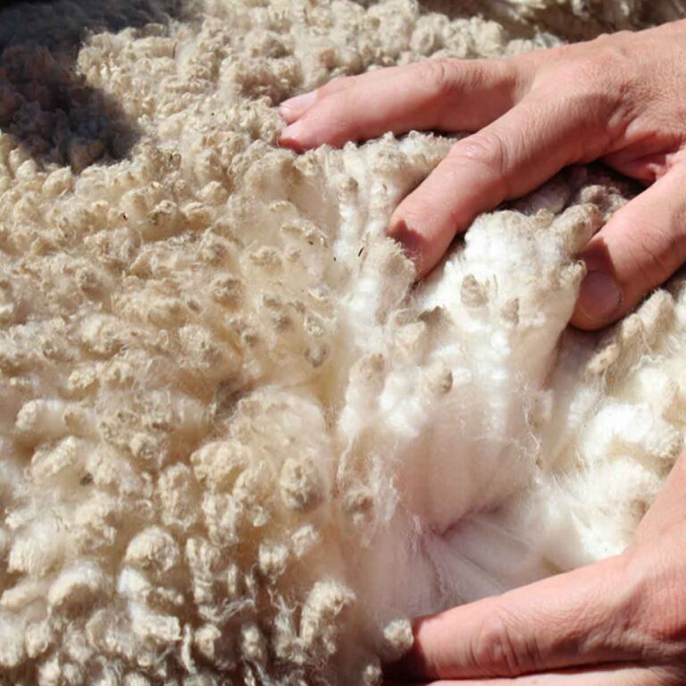 Animal Fibres Fibre to Fabric Part 1 Experihub Learning