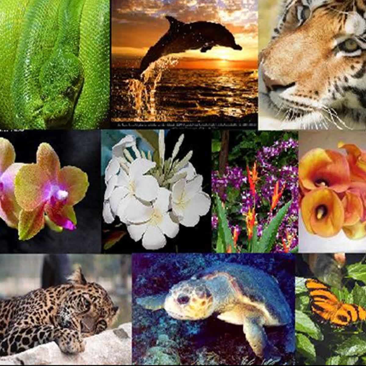 Great Diversity Of Plants And Animals