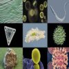 Microorganisms 2
