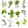 Plants
