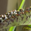 Reproduction in Plants 2