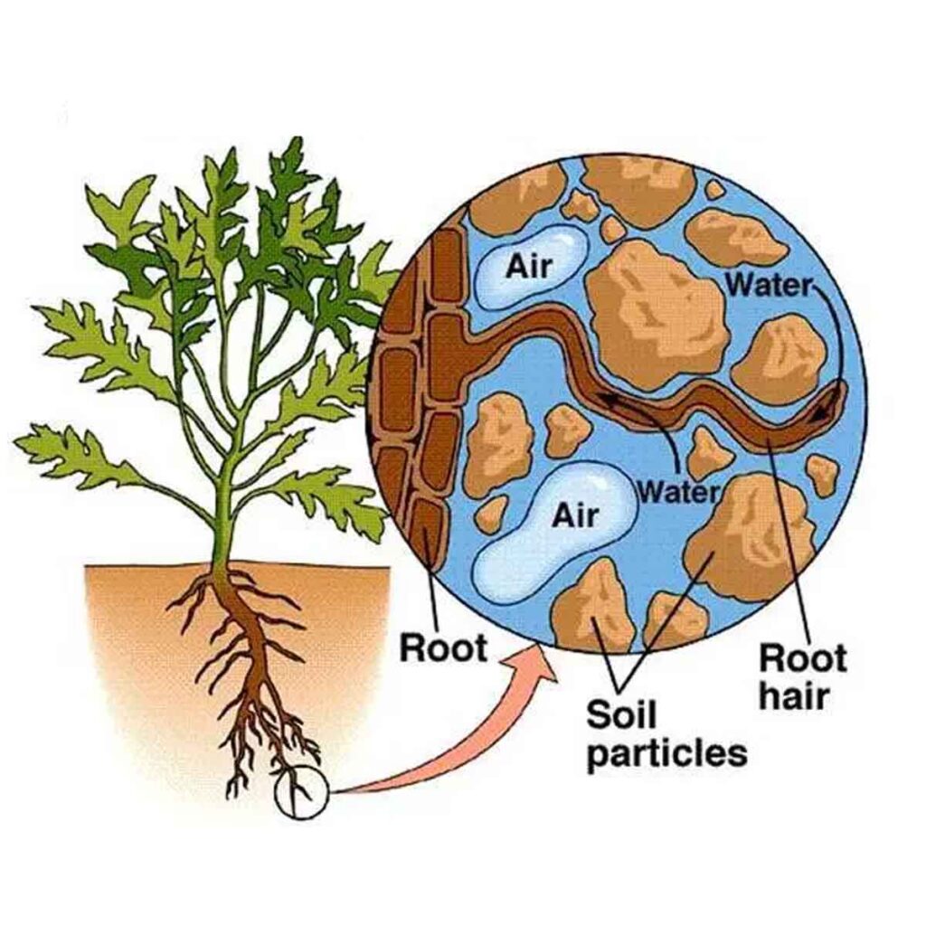 Mention 5 Difference Between Plants And Animals