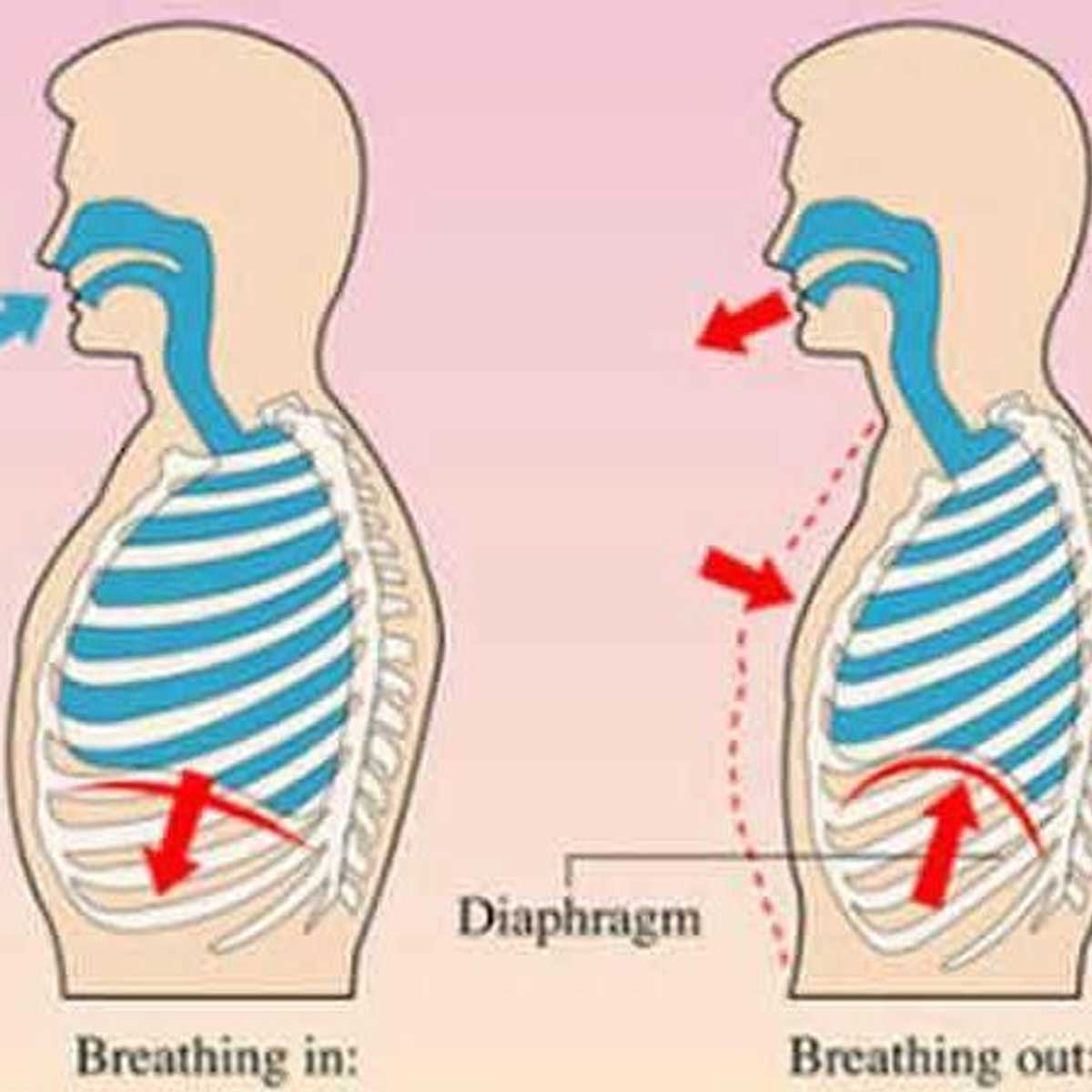Особенности внутреннего дыхания