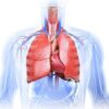 Human Respiration & ENT