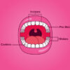 Our Teeth