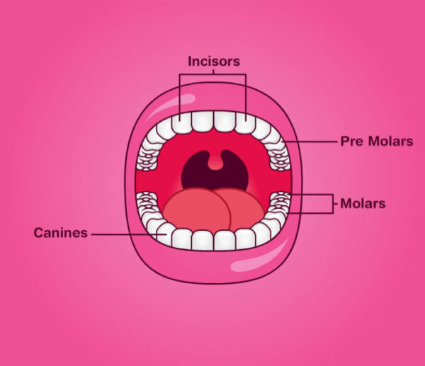 Our Teeth