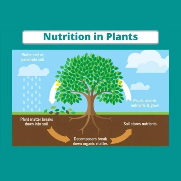 Nutrition in Plants