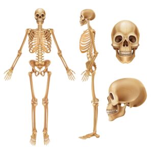 The Skeletal System