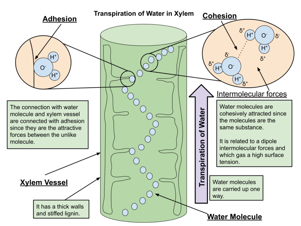 1280pxTranspiration_of_Water_in_Xylem.svg Experihub Learning