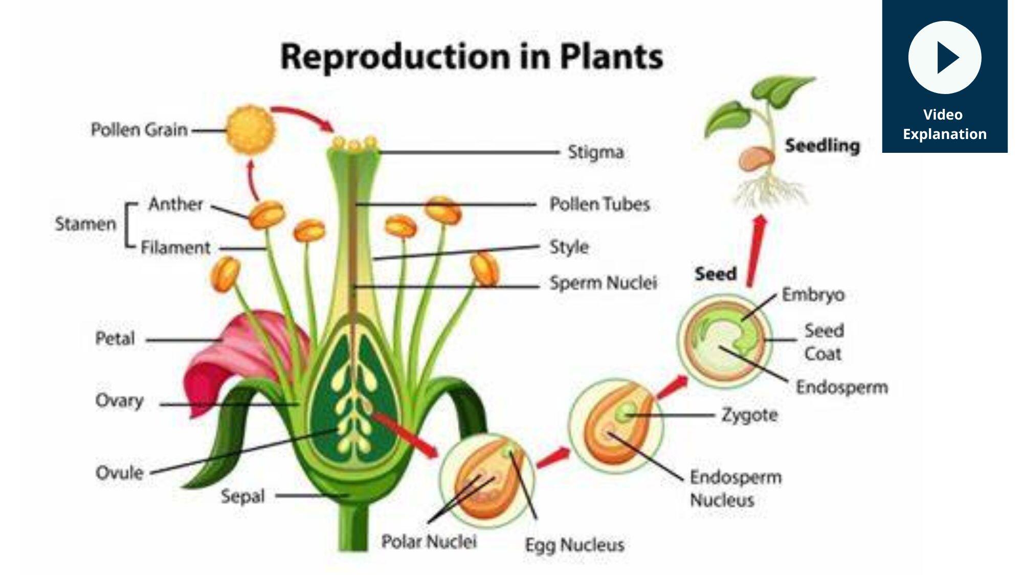 Reproduction In Plants Learn Science Through Experiments