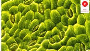 Stomata ncert science