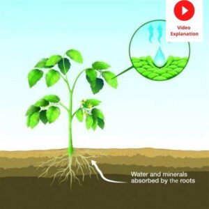Transportation of Water in Plants – Xylem