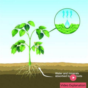 Xylem