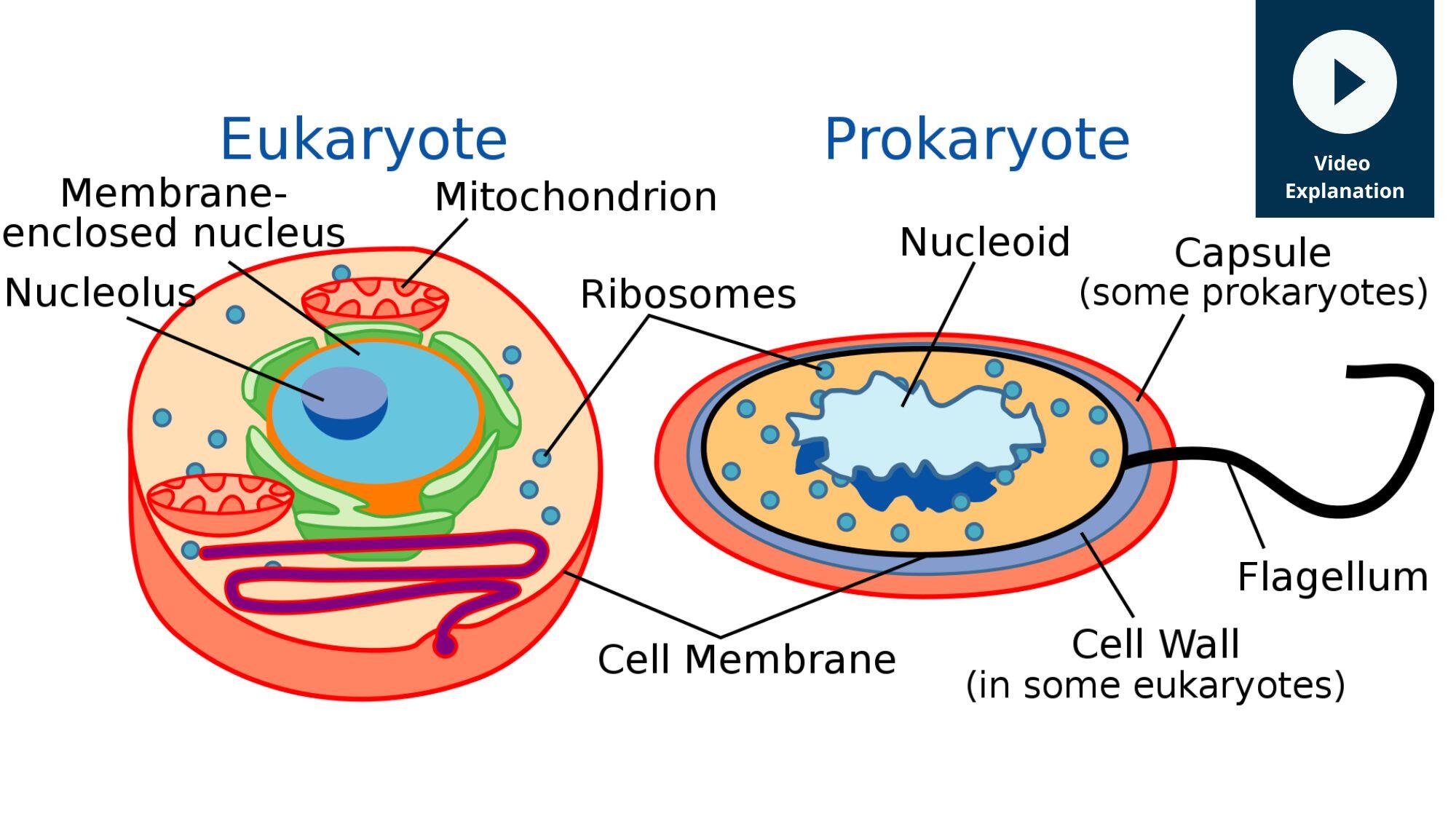 eukaryote prokaryotes