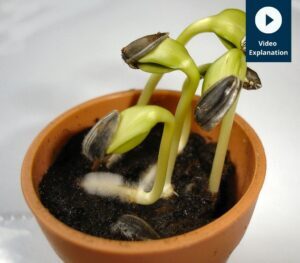 germination
