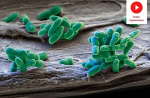 microorganism