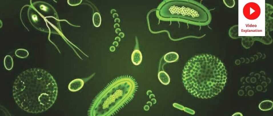 Why Are Microorganisms Are Friends and Foes?