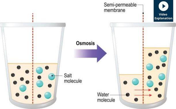 osmosis experiment