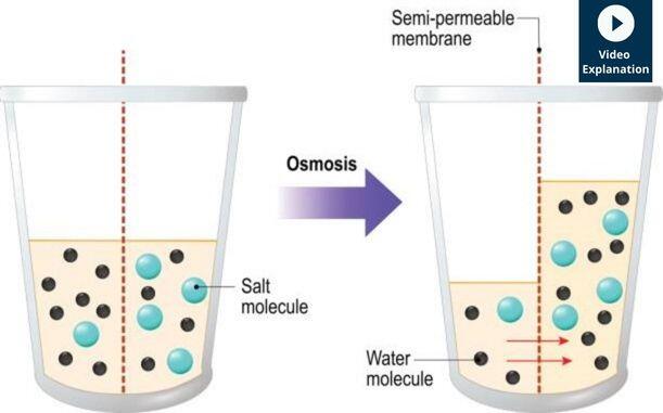 experiment in osmosis