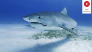 shark