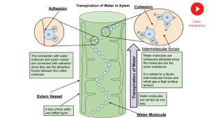 water xylem-transpiration ncert cbse