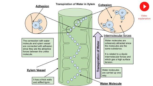 water xylem-transpiration ncert cbse