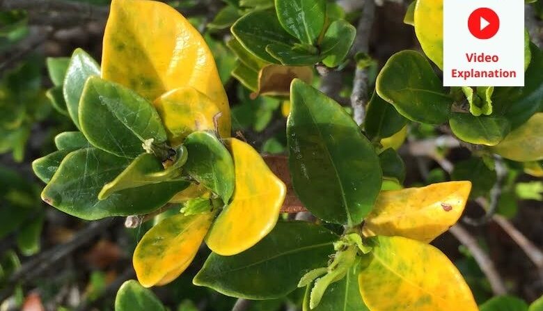 Yellowing of leaves - explained