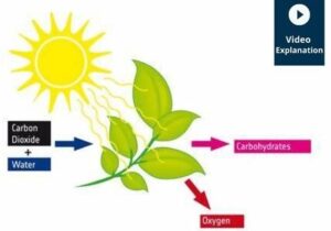 Why should we not sleep under a tree at night?